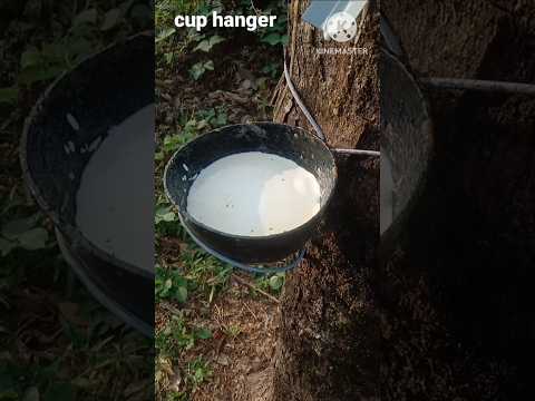 #cuphanger #cup #newideas #latex #rubber #harvesting #rubbertree #newring #shortsvideo #rabbarhalu