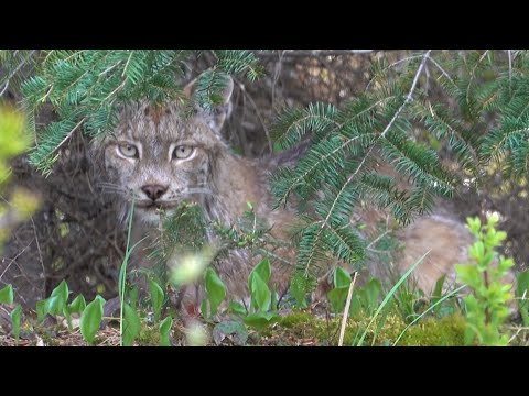 Lynx Encounter on Beautiful River Camping Trip - Onaping River