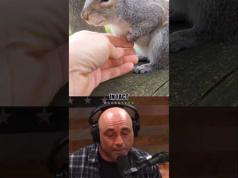 Joe Rogan Destroys Vegans 🥩