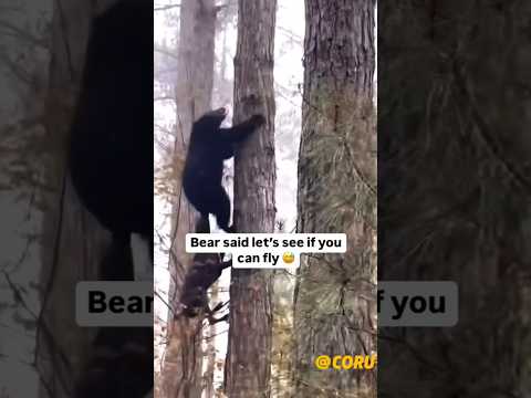 Dog Chases Bear Up Tree then Regrets it