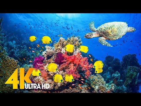 Aquarium 4K VIDEO (ULTRA HD) - Beautiful Coral Reef Fish - Sleep Relaxing Meditation Music