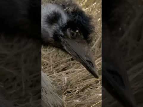 Emu Chicks' First Steps: Water Adventure in the Outback🐣💧#australia #wildlife #parenting