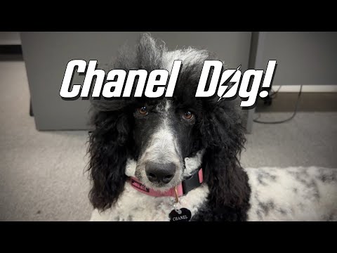 Meet Chanel the Poodle!