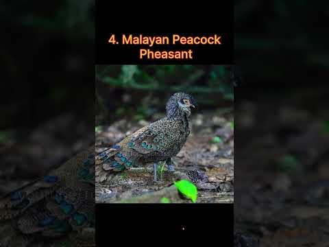 दुनिया के 5 खूबसूरत मोर | 5 Beautiful Peacocks in the world #shorts #short #shortsfeed #youtubeshort