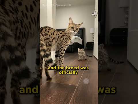 The Cost of Owning a Savannah Cat #cats