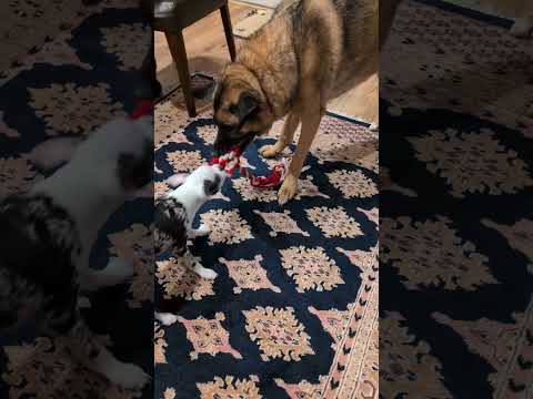 Who is going to win this tug of war? #adorable #pets