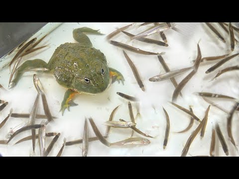 A hungry frog is thrown into a large amount of smelt