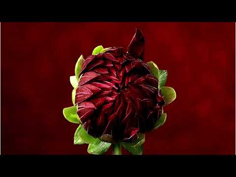 Relaxing Music Flowers - 4K