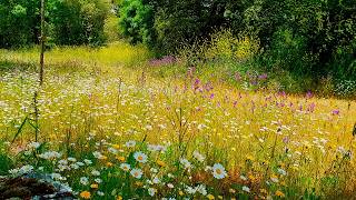 Relaxing Nature Ambience Meditation 🌼 8h GOOD MORNING SPRING NATURE THERAPY🌷 Meadow Healing Sounds