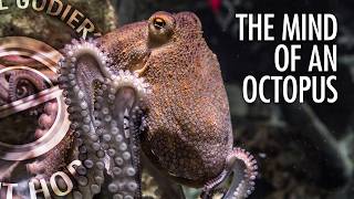 Octopus Intelligence is Stranger Than You Think | With Dr. Jennifer Mather