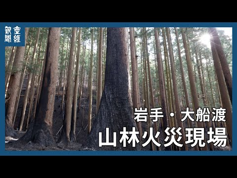 焦げた木があちこちに　岩手・大船渡の山林火災現場