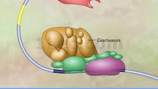 Transcription & Enhancers