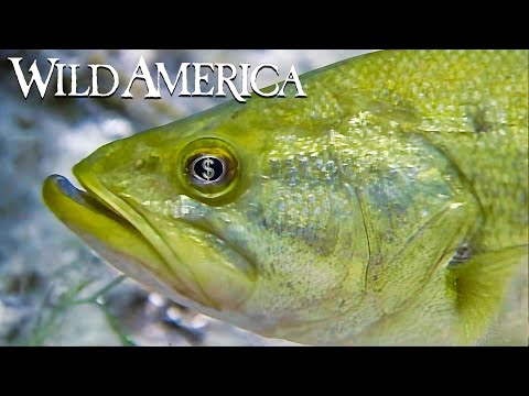 Wild America | S6 E6 Billion Dollar Bass | Full Episode HD