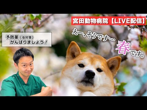 宮田動物病院 ライブ配信【MAHチャンネル】