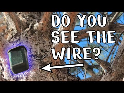 No Climbing Required? Finding a Geocache at the Top of a Tree | GeoTrek