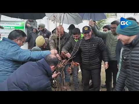 Dept. of social forestry observes 'Chinar day' to raise awareness about Chinar tree preservation