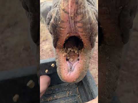 Feeding a Black Rhino is the most exciting thing - let me show you her teeth AND her baby! 🦏🦏