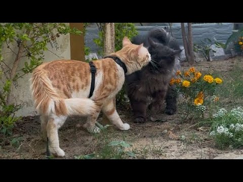 The mainecoon & the ginger tabby are partners #catshorts #cat #kitten #catvideos #catlover