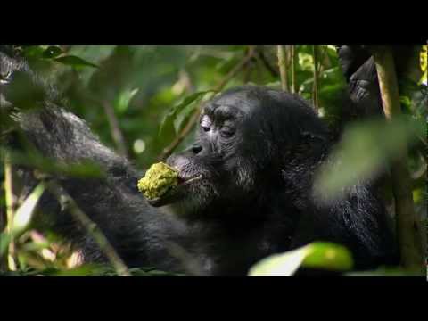 Chimpanzee Blu-ray Trailer (Disneynature) (HD)