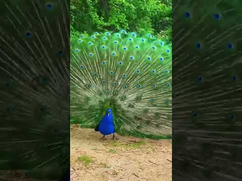 Moring Dance of peacock 😘