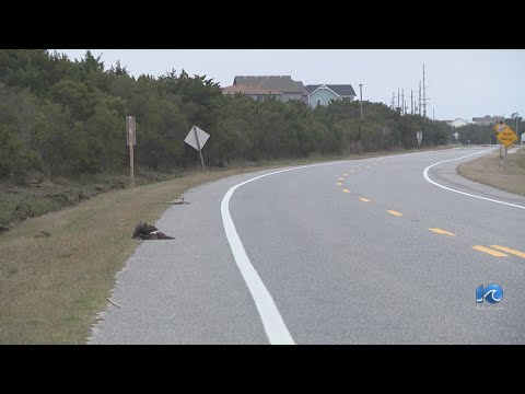 Nearly 300 birds dead on OBX, bird flu suspected