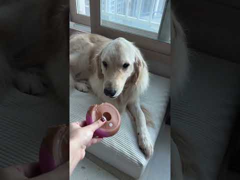 他以為這是真的甜甜圈嗎？ #goldenretriever #doglover