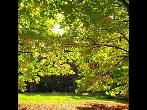 🍂 Autumn Therapy 🍂 Warm Autumn Morning & Birds Singing Deep in the Forest