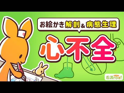 【循環器系】心不全｜お絵かき解剖＆病態生理