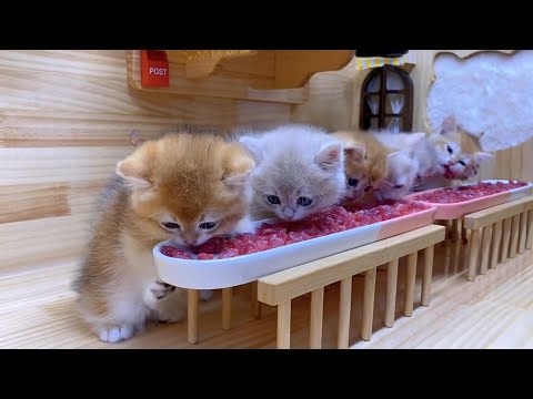 大切な子猫たちが食事中、可愛さ爆発！♥