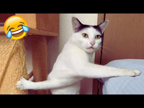 Cute and Funny Animals You’ll Love!😂 Hilarious Animal Fails and Moments!