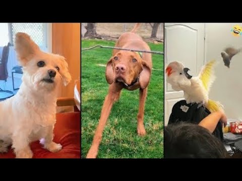 All Funny  animals in this video | New Animals Funny videos daily | Cats Vs Dogs