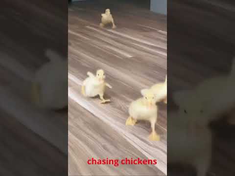 #shorts chasing chickens