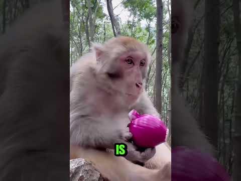 🤯 You WON’T BELIEVE What This Monkey Did… I’m SHOCKED! 😱🐒