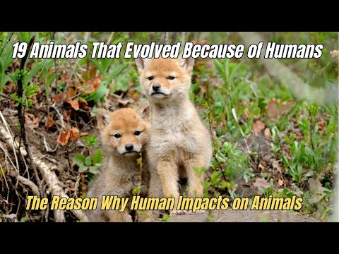 ❗19 Animals That Evolved Because of Humans 🧲 Human Impacts on Animals