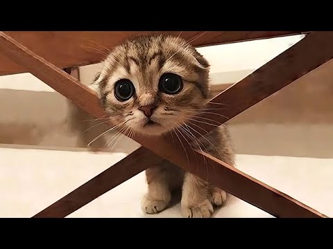 Funny animals will make you laugh to tears 😂