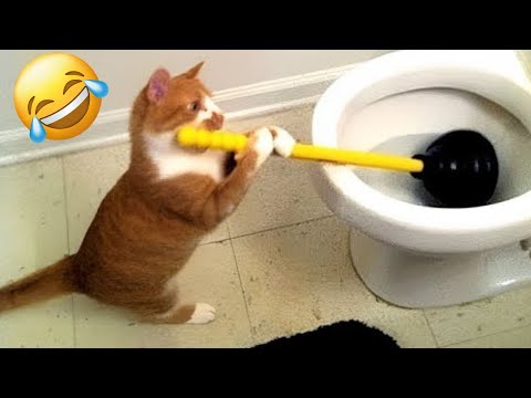 Adorable Pets Doing the Funniest Things | Try Not to Laugh!