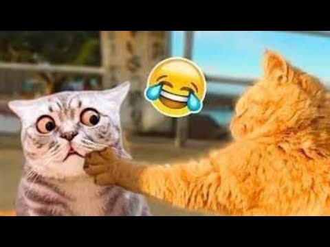 New Funny Cats And Dogs Videos 2025 😺🐶 | You Laugh You Lose 😺🐶 funny cat and dog videos