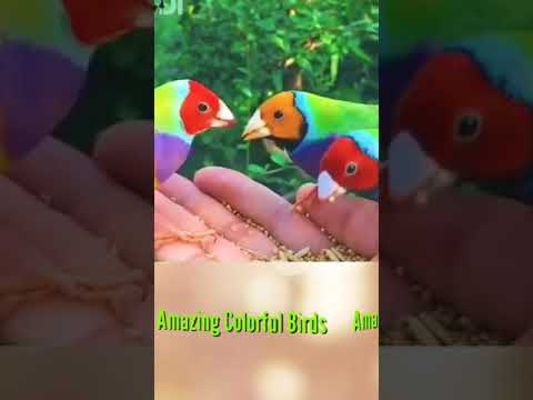 AMAZING COLORFUL BIRDS#shorts