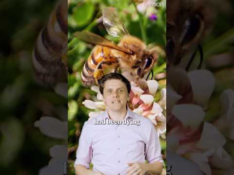 Are bees REALLY dying off?