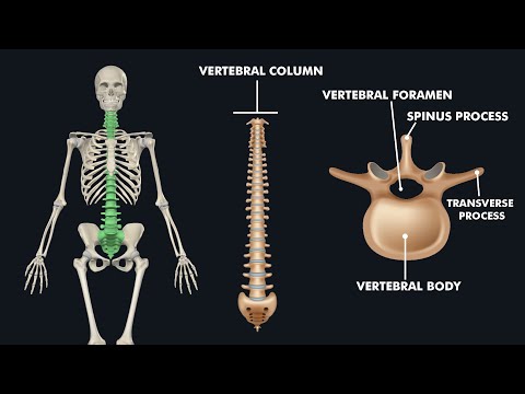 Anatomy of Vertebral Column / Spine: 3d animation