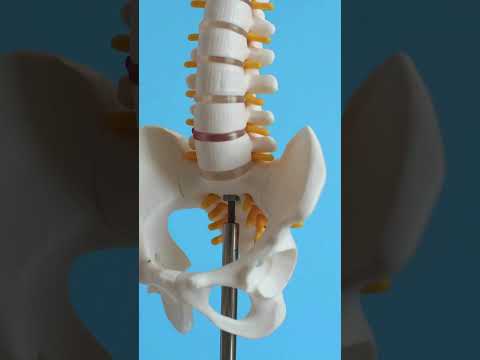 Three types of Joints: 3d illustration  #anatomy #skeleton #Joints