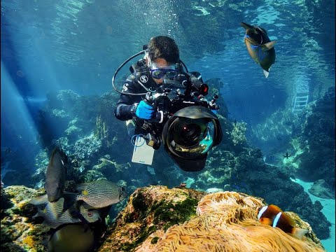 Dive into the Great Barrier Reef from home