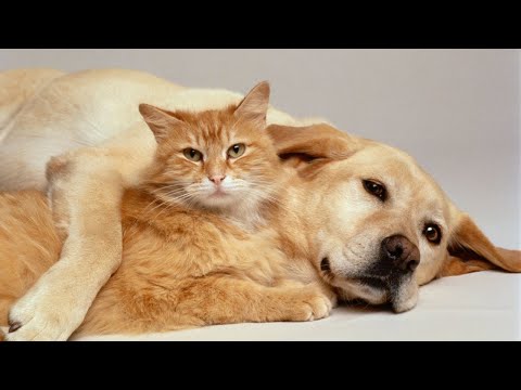 Funniest Cats and Dogs Compilation | Try Not to Laugh Challenge!