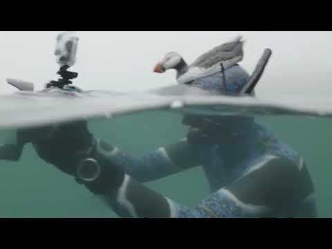 Dive in to see the puffins of Skomer island | Wondrous Wales | Together TV