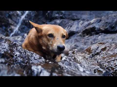 Rescue Me (Documentary) Saving animals, saving lives