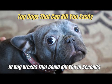 ❗10 Dog Breeds That Could Kill You in Seconds ❌ Top Dogs That Can Kill You Easily ⛔