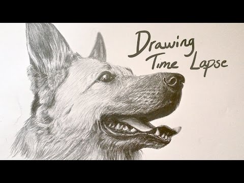 Drawing Time Lapse - german shepherd