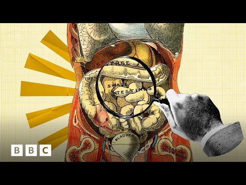 How your gut microbes shape your health | BBC Global