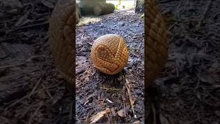 Precious armadillo #trending #earth #wildlife #shorts #fyp