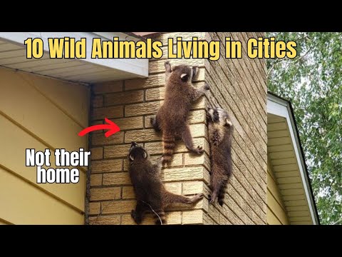 ♨️ 10 Astonishing Wild Animals Thriving in Our Cities 🏘️